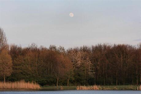 Door de bomen het bos niet meer zien