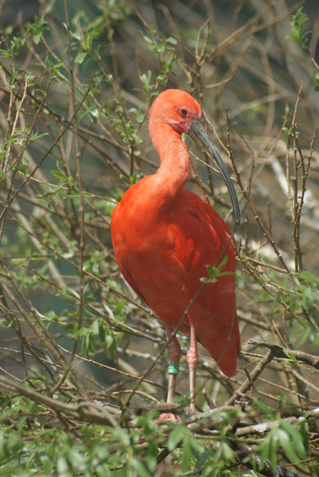 Deze ken ik niet..........rode ibis