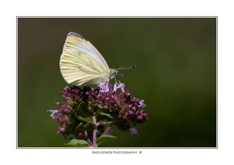 Koolwitje op Oregano