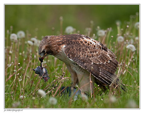 roodstaartbuizerd met prooi