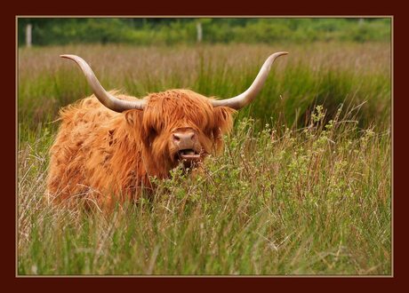 Schotse Hooglander