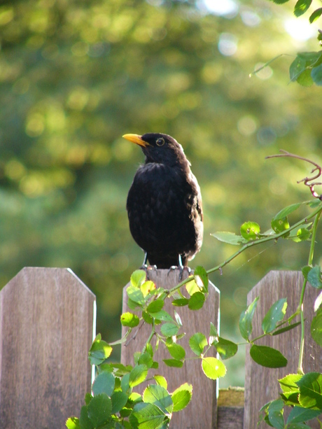 Merel in de zon (2)