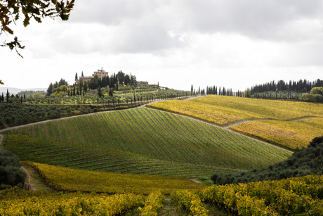 Wijngaard in Chianti