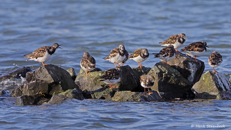 Tijd om te vertrekken voor de vloed!