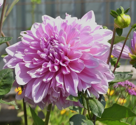 Reuze Dahlia