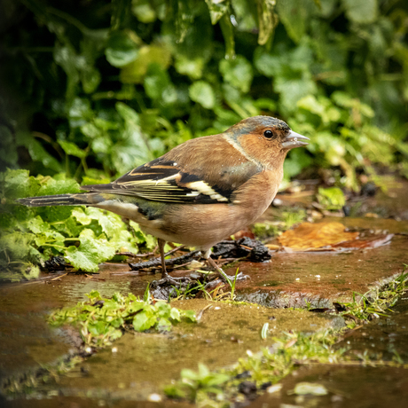 Vink