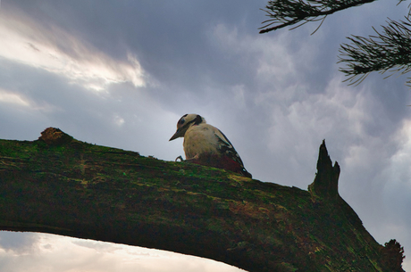 Specht in het Deelerwoud