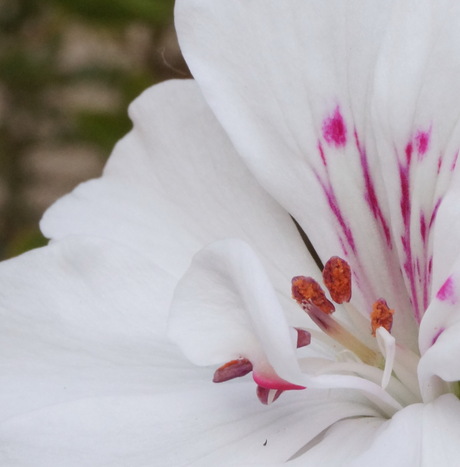 Geranium