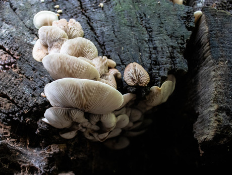 paddenstoelen 