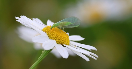 Groene Gaasvlieg of Goudoogje