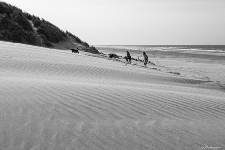 Strandwandeling met hond