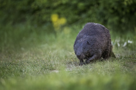 Bever