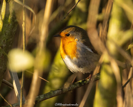 Roodborstje 