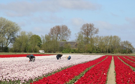 Caravan......................