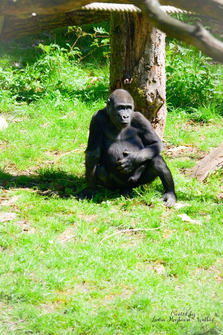 Gorilla (Laagland)
