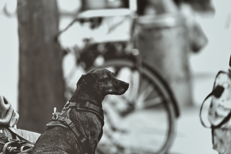 Sweet little dog 1