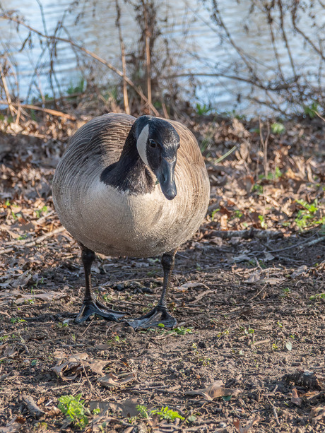 Grote Canadese Gans  (2)