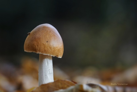 Roodbruine slanke amaniet