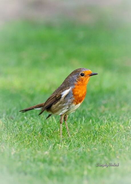 Fijne koningsdag 