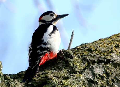 grote bonte specht