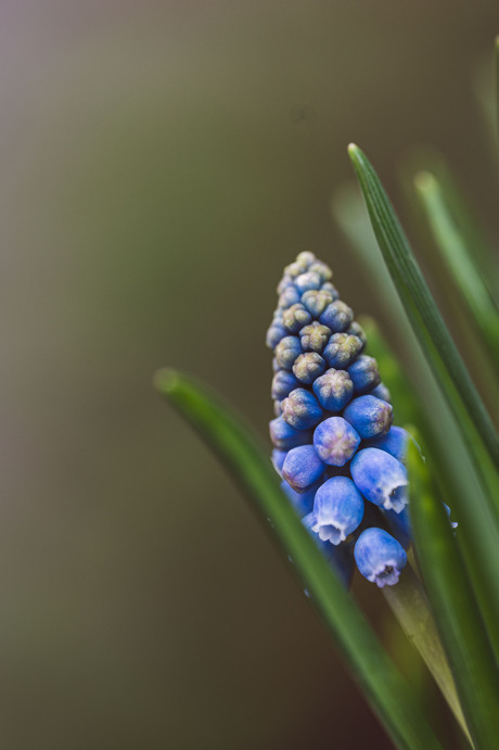 Blauw druifje