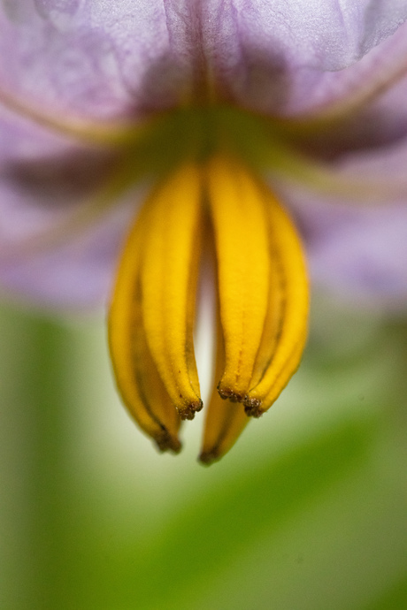 Aubergine bloem