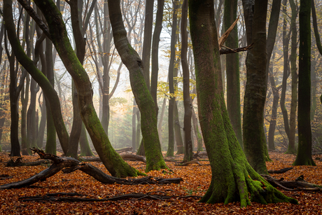 De dansende bomen in de herfst