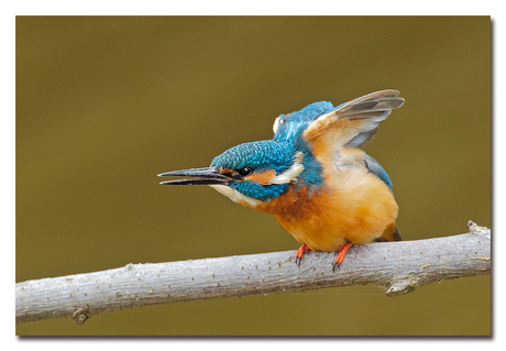 The Kingfisher