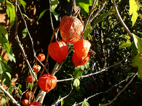 lampionnetjes