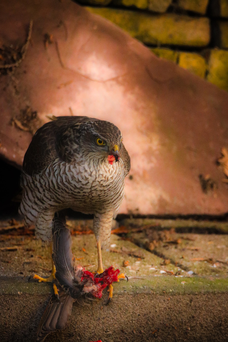 Sperwer aan het ontbijt