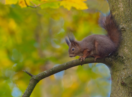Rode eekhoorn in de herfst.