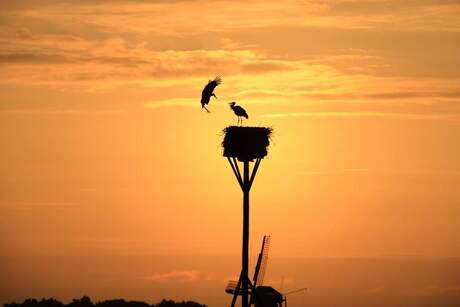 Ooievaars bij hun nest tijdens een zomeravond.