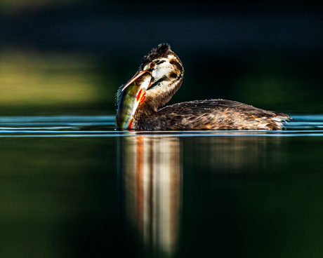 Grebe