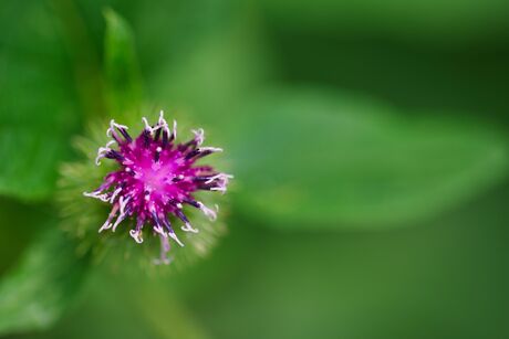 We keep on trying macrophotography