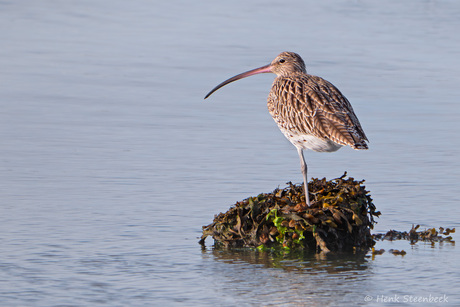 Wulp op een eilandje