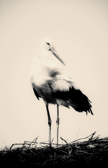 Majestueuze Ooievaar