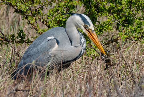 De reiger.