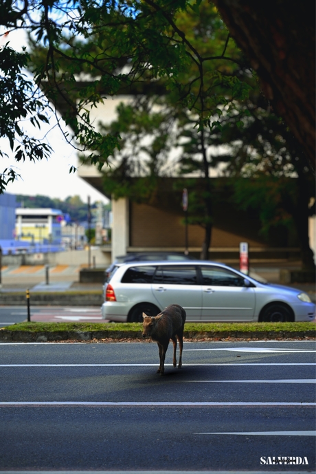 Een hert roerloos midden op de weg