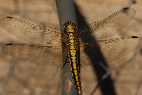 Libelle in de tuin