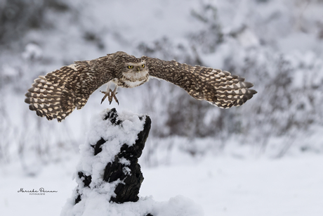 Als je koude voeten krijgt, moet je vliegen!
