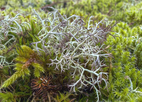 Sierlijk rendiermos in de AWD