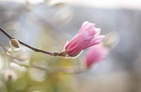 Where magnolia’s grow