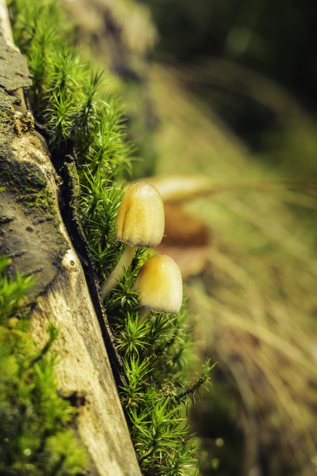 Paddenstoeltjes in kerstsfeer