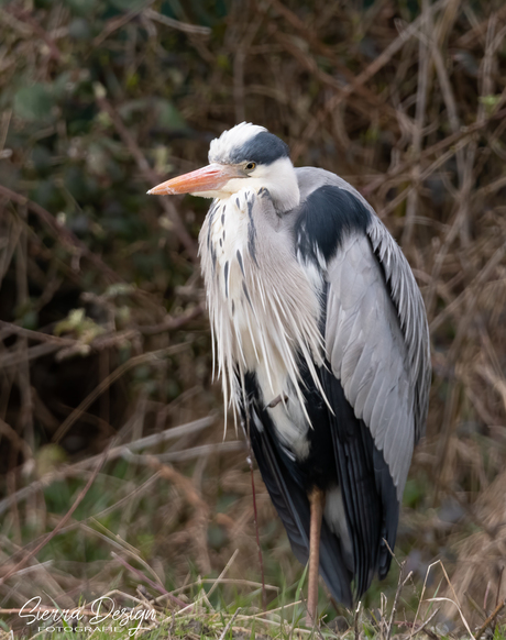 Zilverreiger