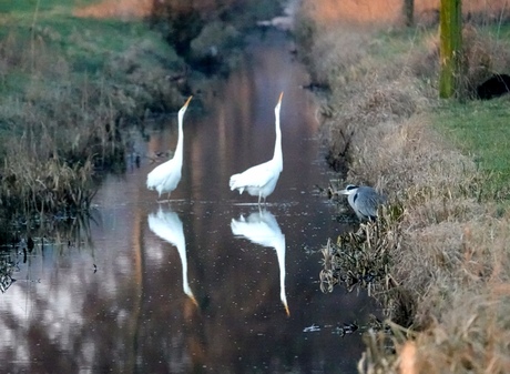 2 zilverreigers met een blauwe die toekijkt 
