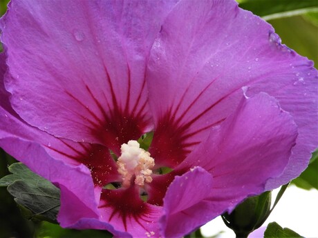 Bloemen in de tuin