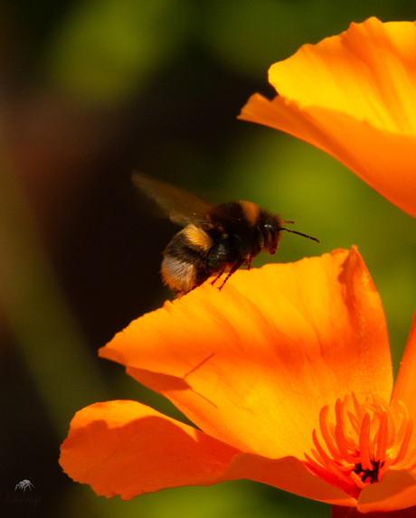 hommel op slaapmuts