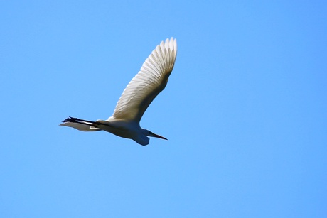 Grote zilverreiger