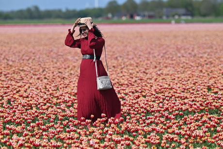 Model in bollenveld