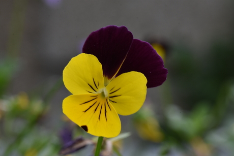 Oefenen met Scherptediepte 